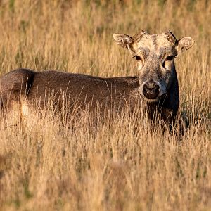 Père David's deer / Watatunga / 1-9-20