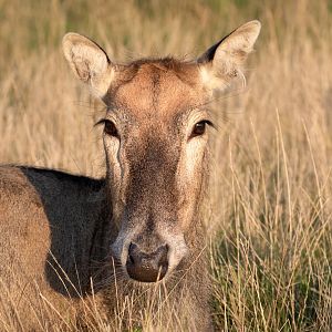 Père David's deer / Watatunga / 1-9-20