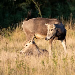 Père David's deer / Watatunga / 1-9-20