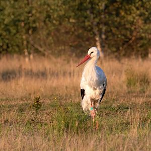 White Stork / Watatunga / 1-9-20