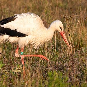 White Stork / Watatunga / 1-9-20
