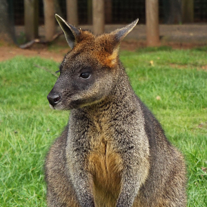 Swamp Wallaby, YWP