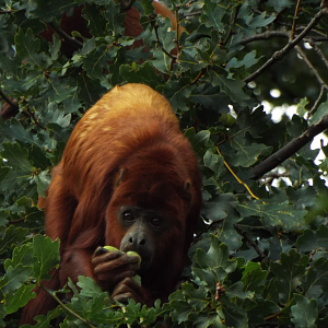 Red Howler, YWP