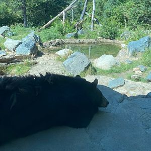 Minnesota trail- American black bear & it’s exhibit
