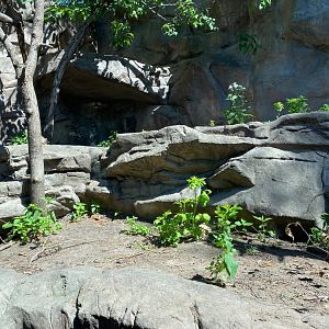 Minnesota trail- Canadian lynx exhibit