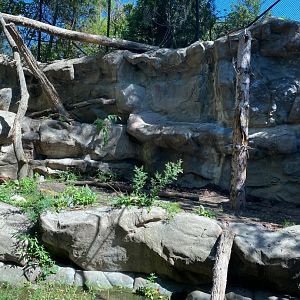 Minnesota trail- cougar exhibit