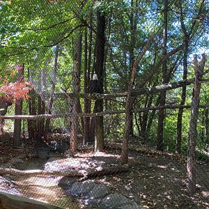 Minnesota trail- bald eagle