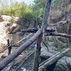 Minnesota trail- wolverine exhibit #1