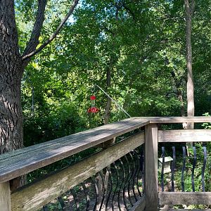 Minnesota trail- wild bird boardwalk