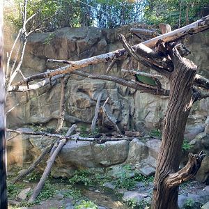 Minnesota trail- wolverine exhibit #2