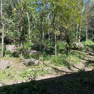 Minnesota trail- gray wolf exhibit