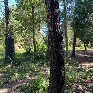 Minnesota trail- grey wolf exhibit