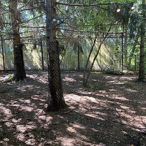 Minnesota trail- gray wolf exhibit