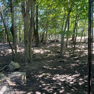 Minnesota trail- coyote exhibit