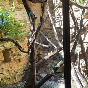 Minnesota trail- North American porcupine & great horned owl exhibit