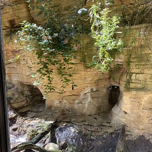 Minnesota trail- North American River otter exhibit
