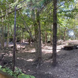 Minnesota trail- Coyote exhibit