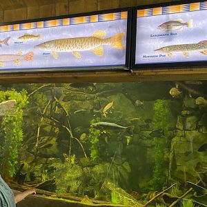 Minnesota trail- Minnesotan fish tank