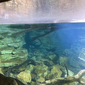 Minnesota trail- North American River otter exhibit