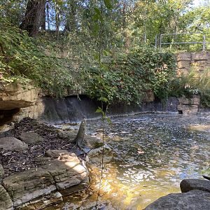 Minnesota trail- massive American beaver exhibit