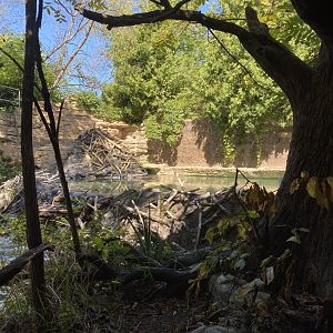 Minnesota trail- American beaver exhibit