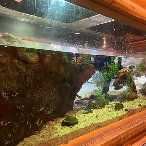 Minnesota trail- turtle exhibit