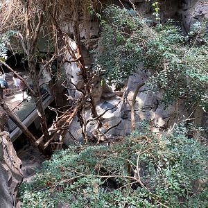 Tropics trail- red panda & transcaspian urial exhibit