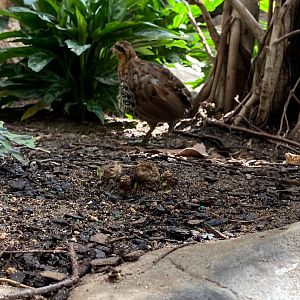 Renovated Southeast Asian walk-through aviary- mountain bamboo partridge