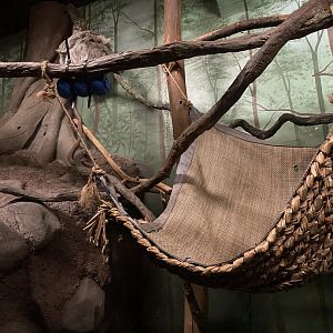 Tropics trail- linneous two toed sloth exhibit