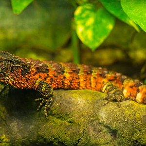 Chinese Crocodile Lizard
