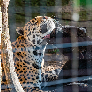 Luca the male Jaguar and Zambucca the female Black Panther