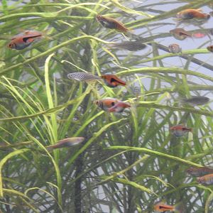 Freshwater environ tank.