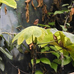 Heliconian butterfly