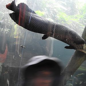 Arapaima, Amazon River Tunnel