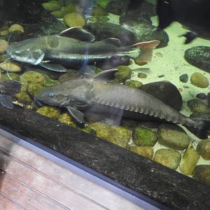 Catfish species, Amazon River Tunnel