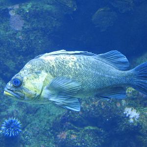 Rockfish, unidentified