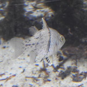 Mangrove tank fish (the name escapes me)