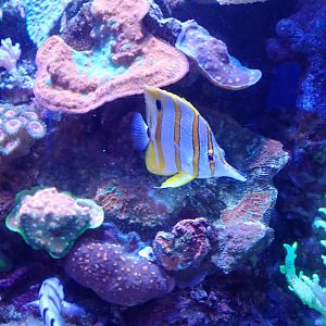 Copperband Butterflyfish