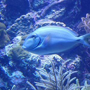 Doctorfish