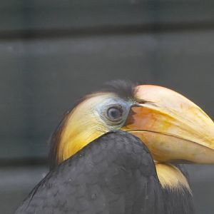 Hornbill, September 2020
