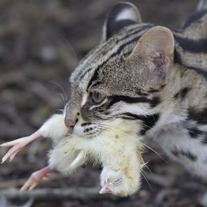 Leopard cat + lunch
