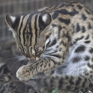 Leopard cat kitten , wash & brush-up