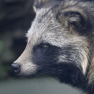 Raccoon dog