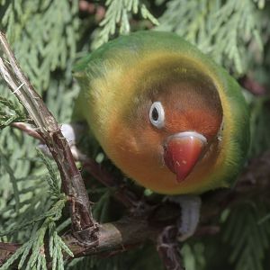 Fischer's lovebird