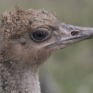Ostrich