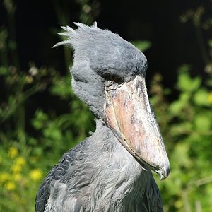 Shoebill (Balaeniceps rex), 2012
