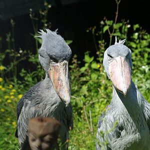 Shoebills (Balaeniceps rex), 2012