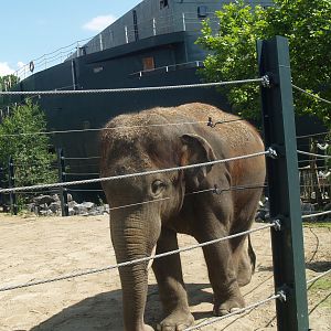 Old photo - Asian elephant next to Mersus Emergo, 2012