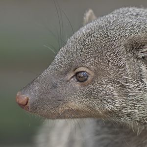 Banded mongoose