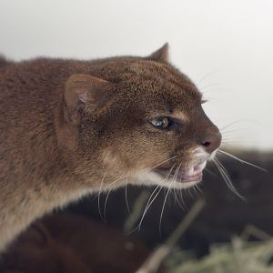 Jaguarundi